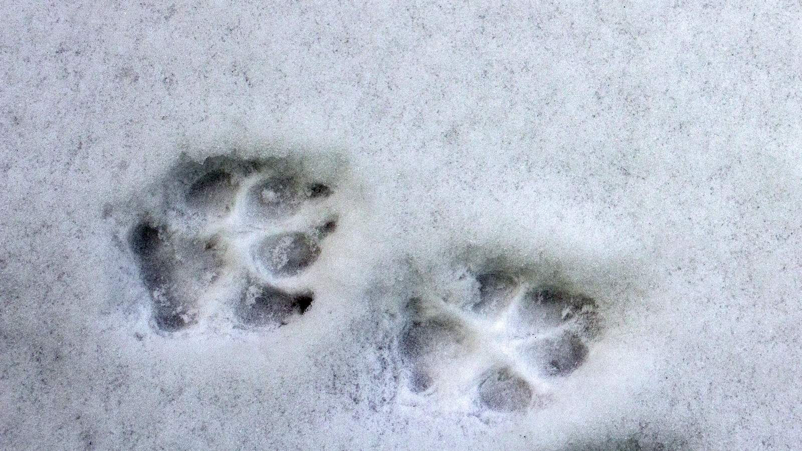 Deux empreintes de pattes de chien dans la neige.
