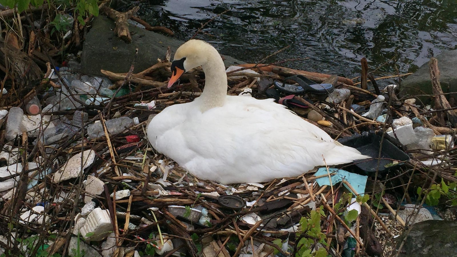 Un cygne a fait son nid à partir de brindilles et de déchets de plastique.