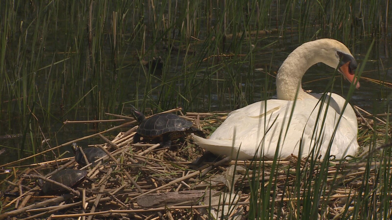 Un cygne et des tortues à Hamilton, en Ontario