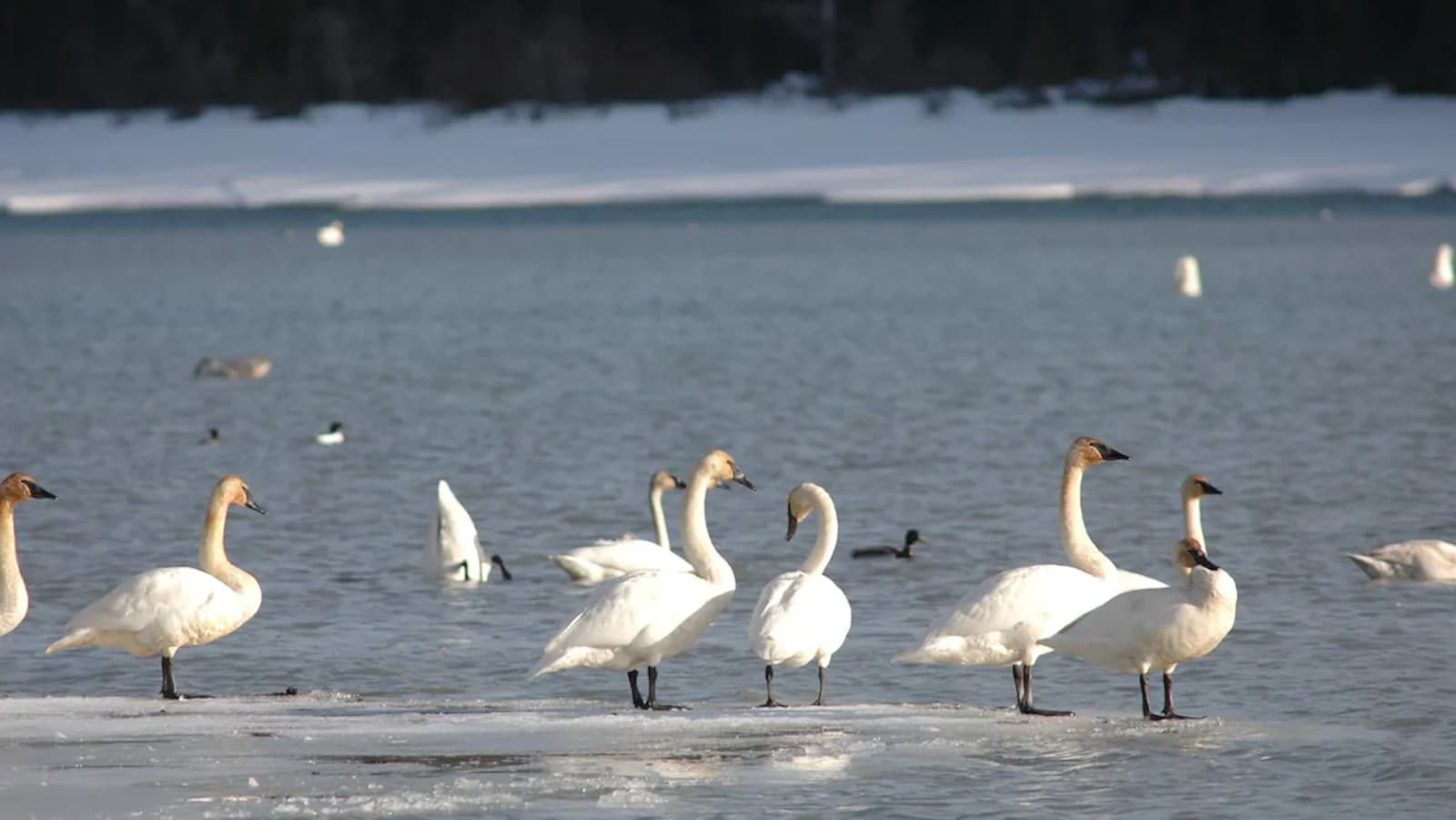 Des cygnes trompettes se tiennent sur un morceau de glace.