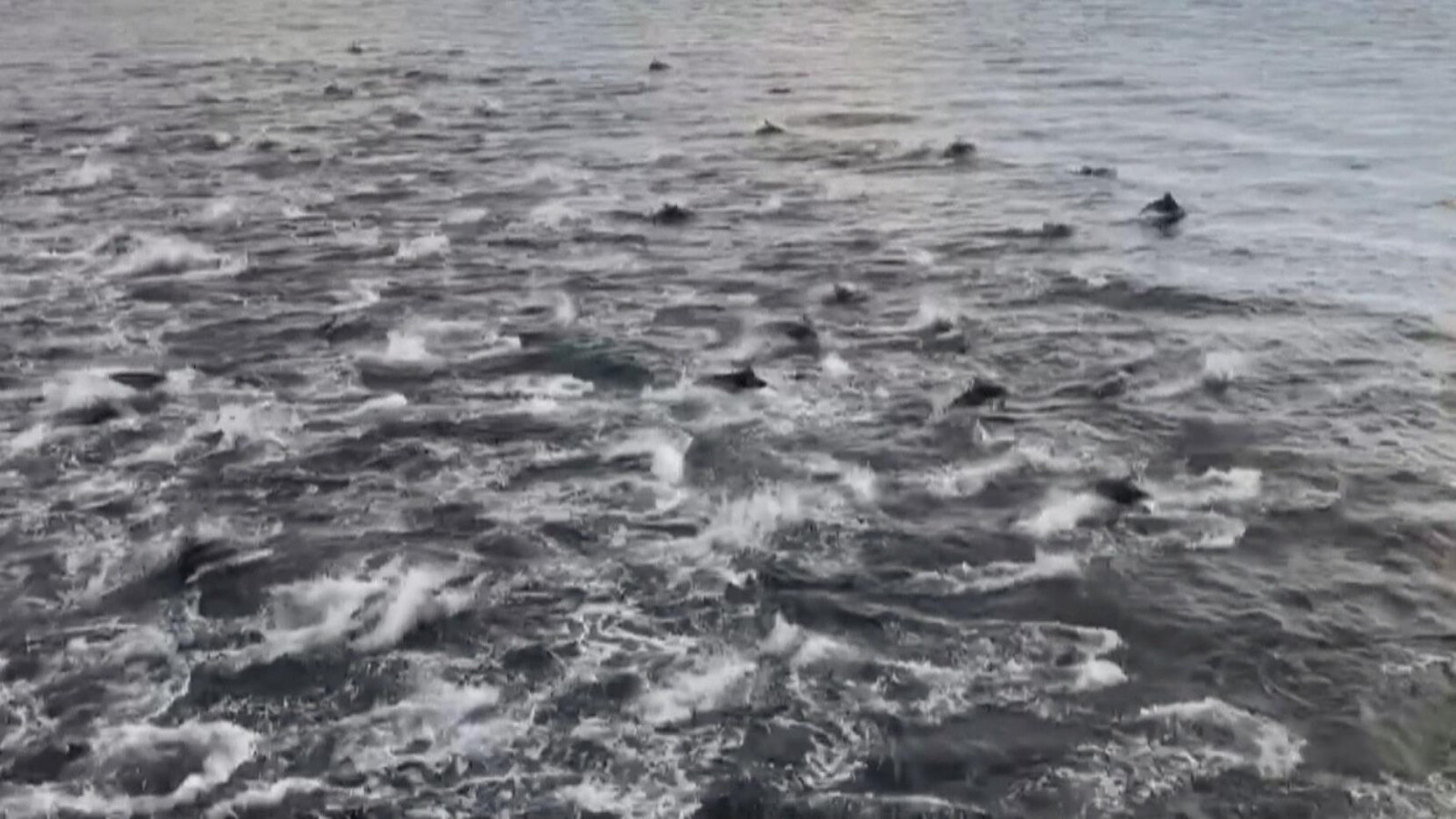 Des dauphins nagent et sautent dans l'océan.