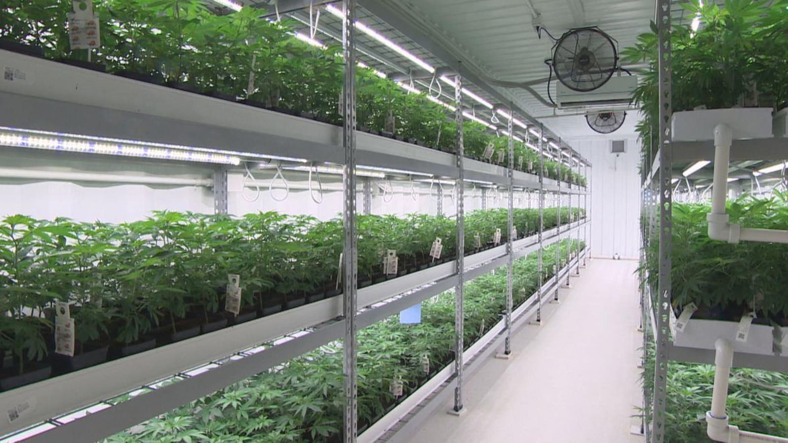 Des jeunes plants de cannabis sur des tablettes dans une serre.