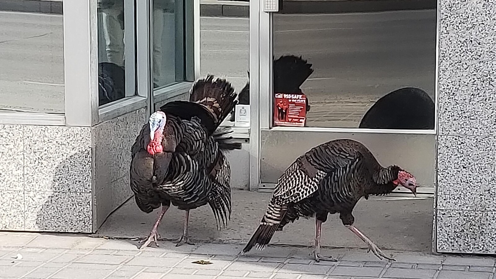 Deux dindons sauvages près d'une façade du centre-ville de Winnipeg.