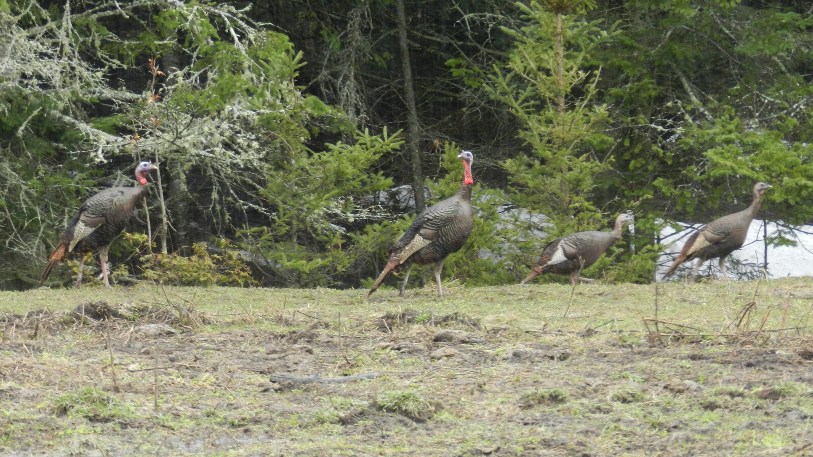 Des dindons sauvages dans un champ, devant des sapins