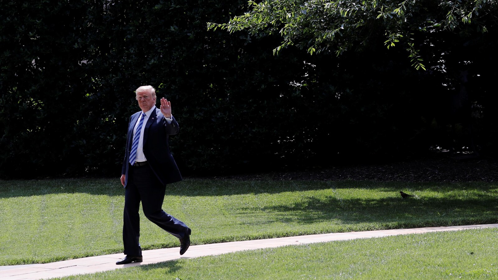 M. Trump marche sur un petit trottoir au milieu de la pelouse et envoie la main à la caméra.