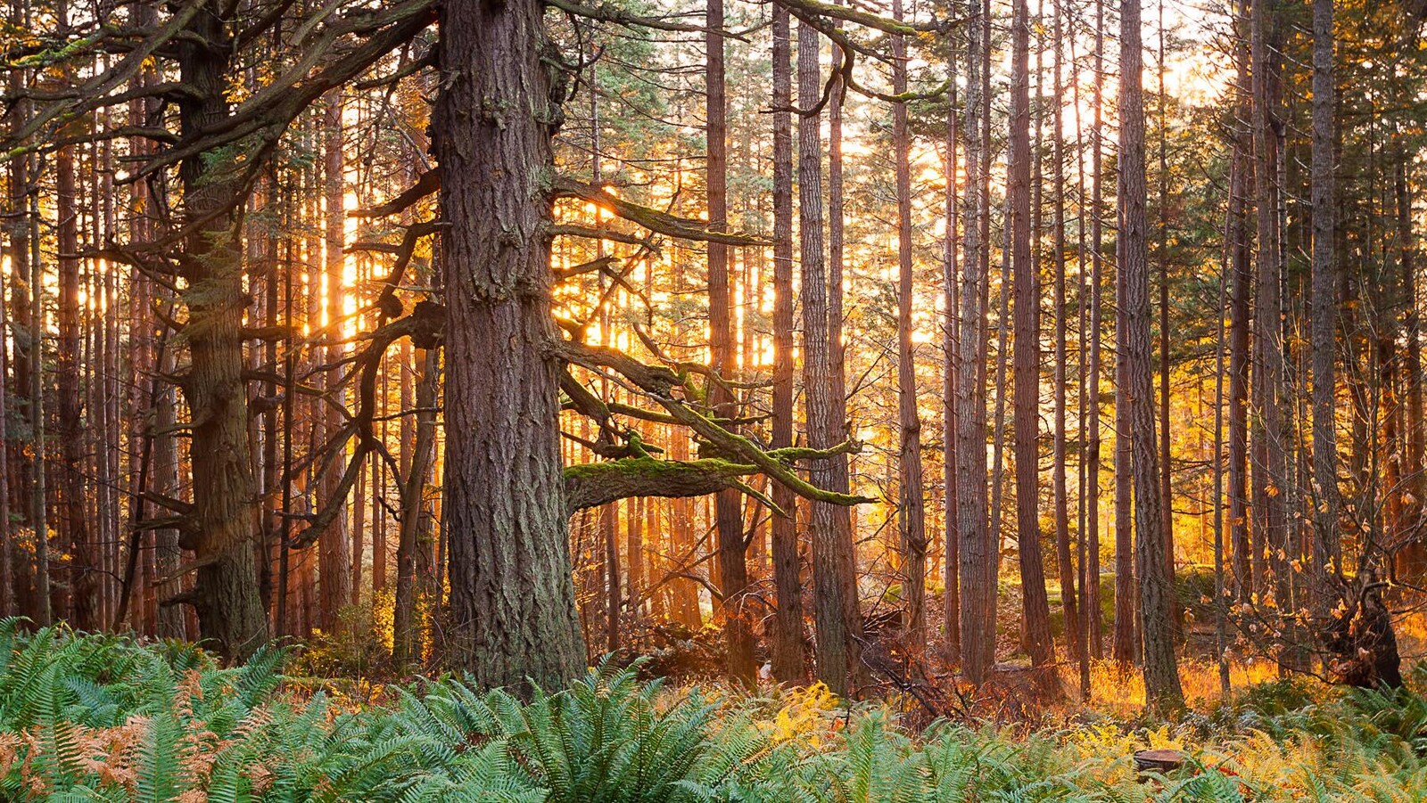 Le soleil couchant brille à travers une forêt côtière de sapins Douglas à Metchosin.