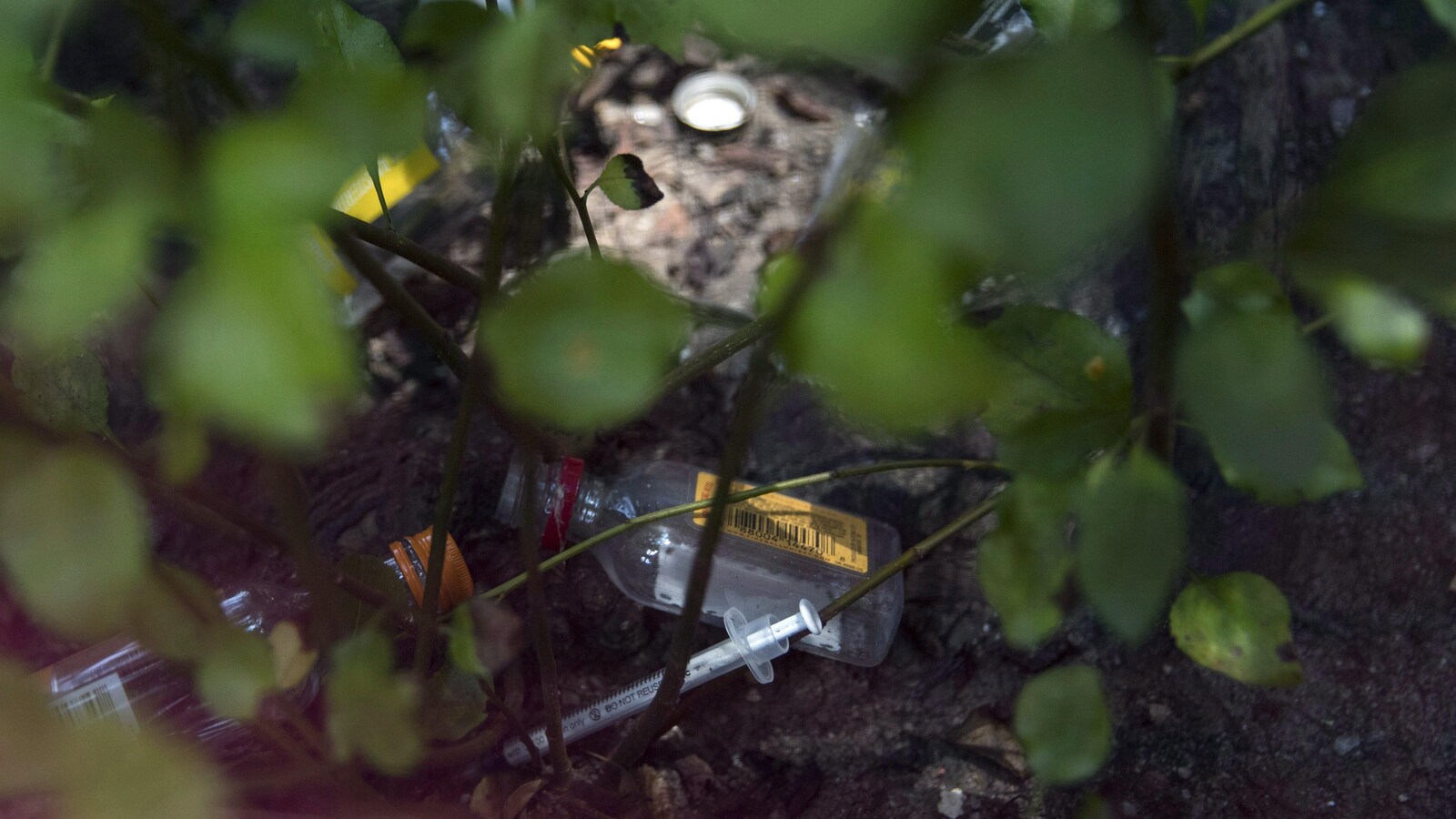 Une seringue et des bouteilles d'alcool vides dans un buisson.