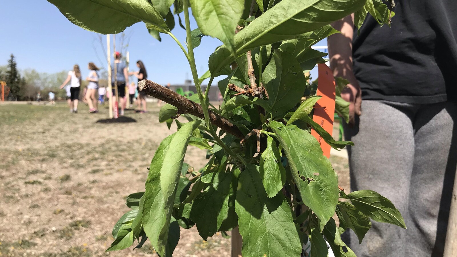 Gros plan sur les feuilles d'un arbuste.