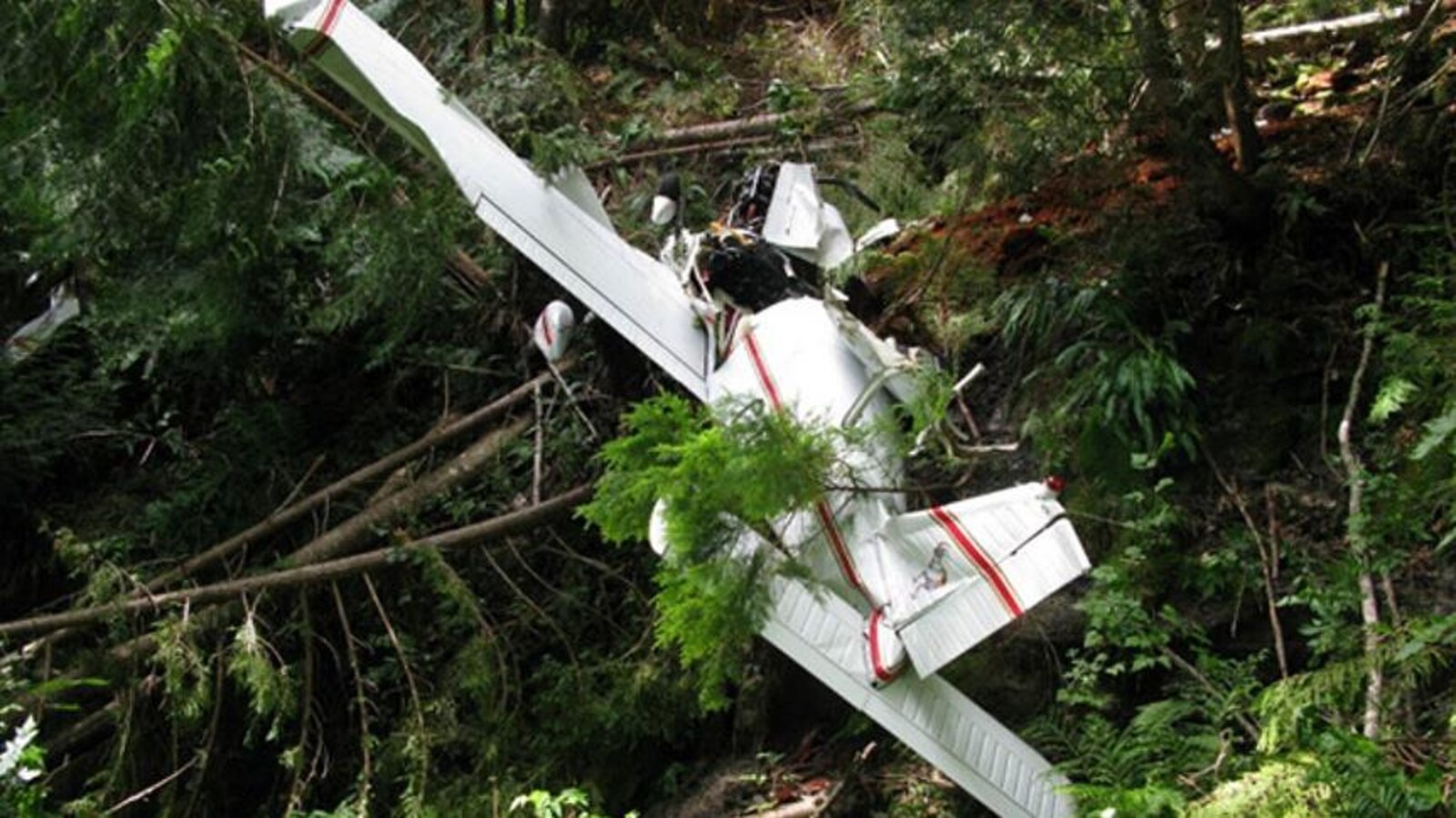 La carcasse d'un avion monomoteur à quatre places gît parmi des arbres.