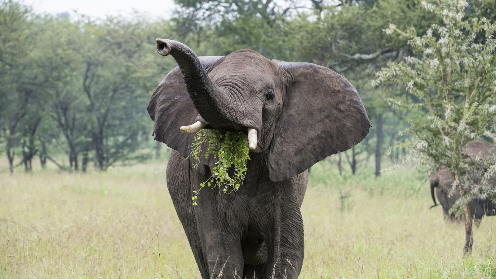 Un éléphant mange de l'herbe.