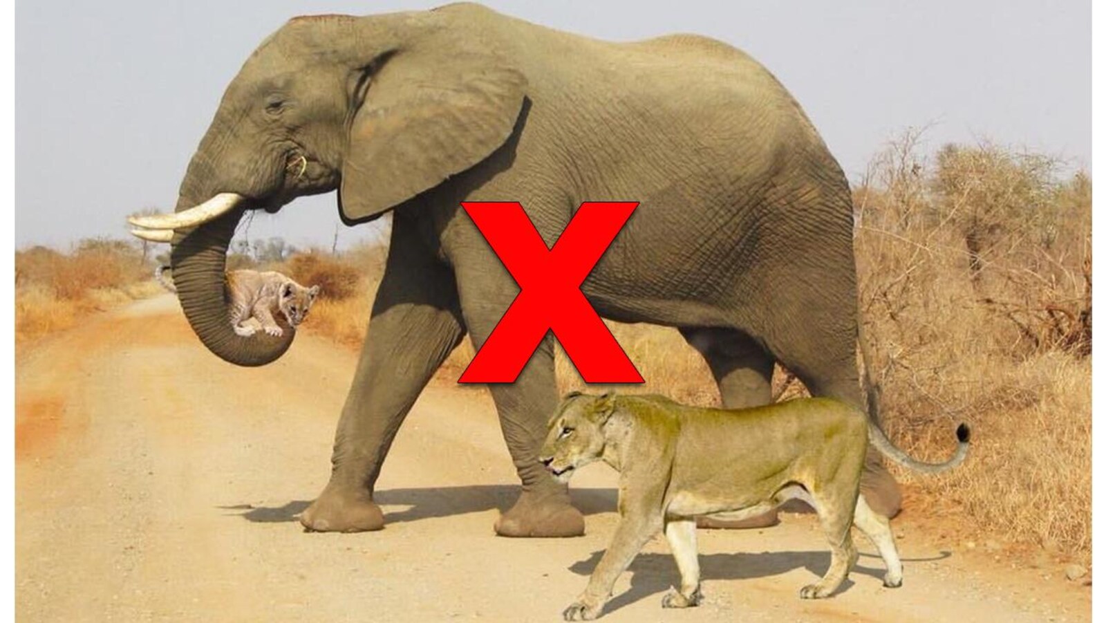 Nous voyons un éléphant avec un lionceau dans sa trompe. Une lionne marche avec l'éléphant.