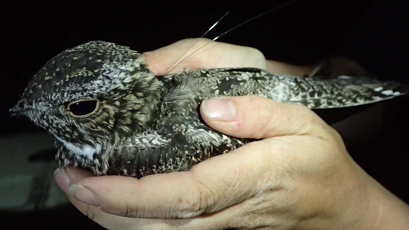 Un biologiste tient dans ses mains un oiseau équipé d'un transmetteur satellite.