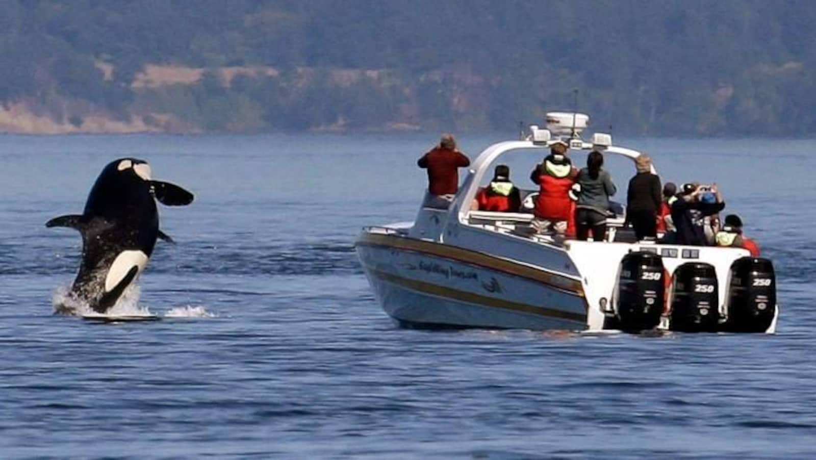 Une baleine sort de l'eau devant un bateau d'observation à moteur rempli de touristes debout