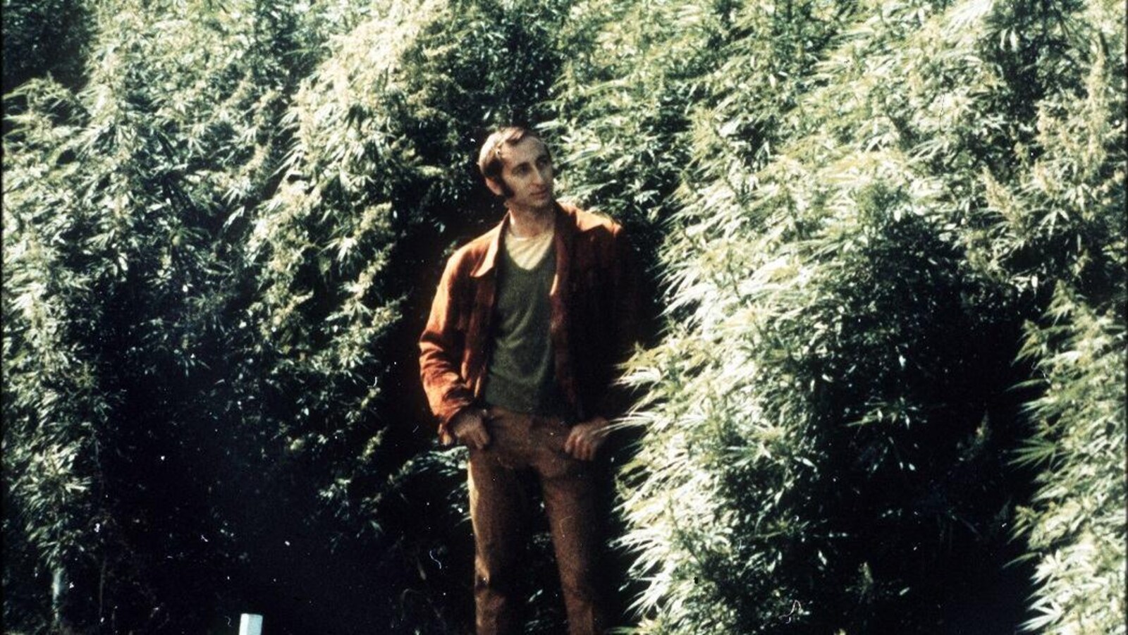 Un homme pose parmi de grands plants de cannabis touffus.