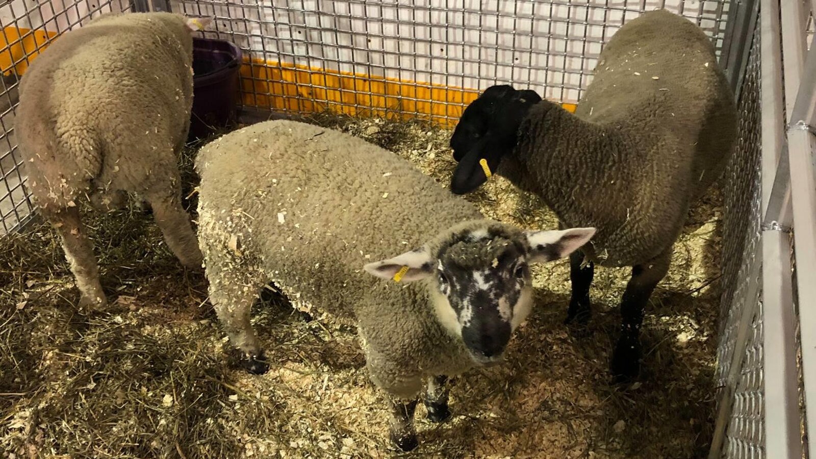 Des moutons