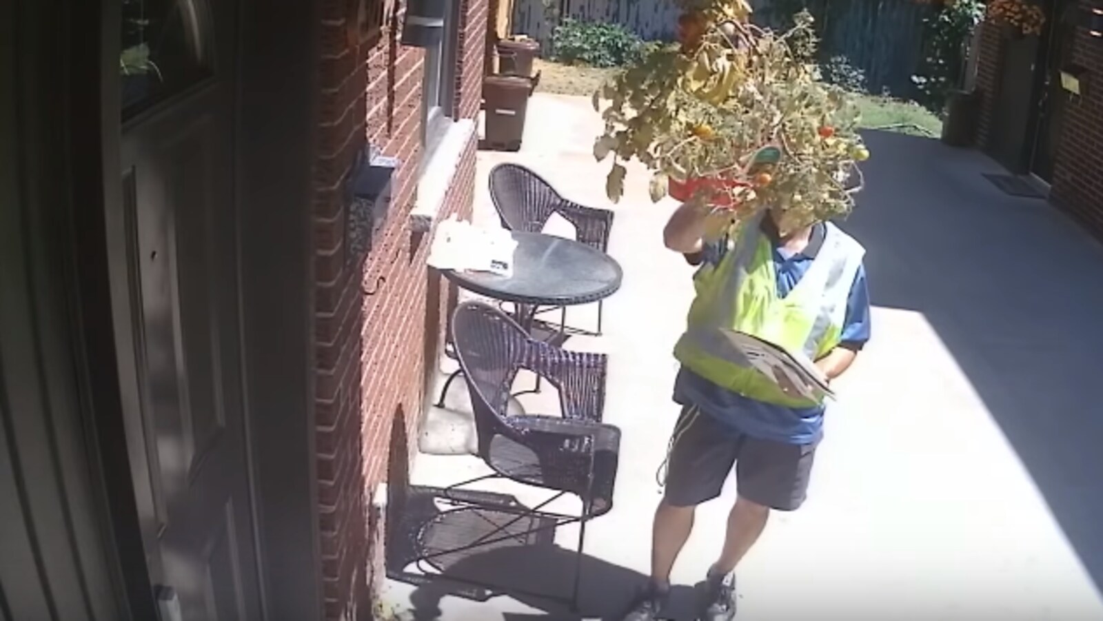 Un homme cueille une tomate dans un pot suspendu.