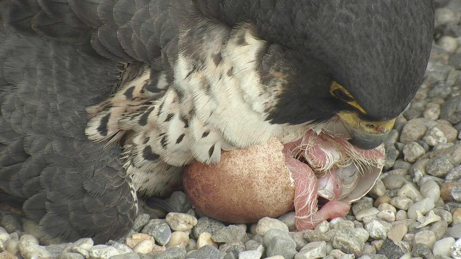 Ève, la mère faucon, couve un oeuf qui est en train d'éclore dans son nid situé au sommet de la tour de l'Université de Montréal.