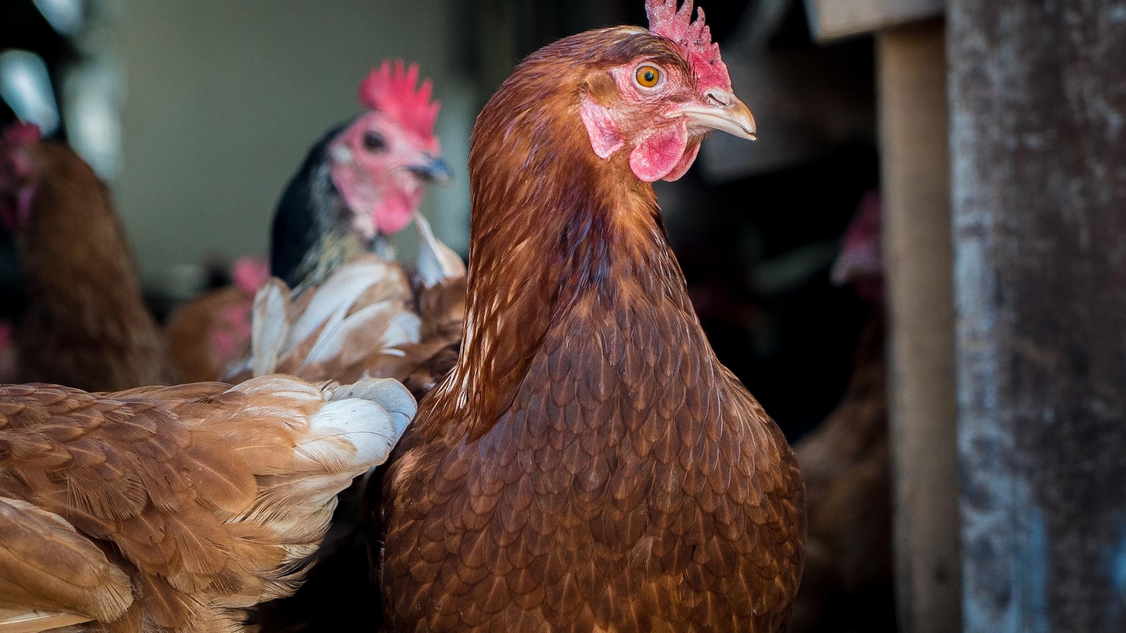 Deux poules, une brune, l'autre noire