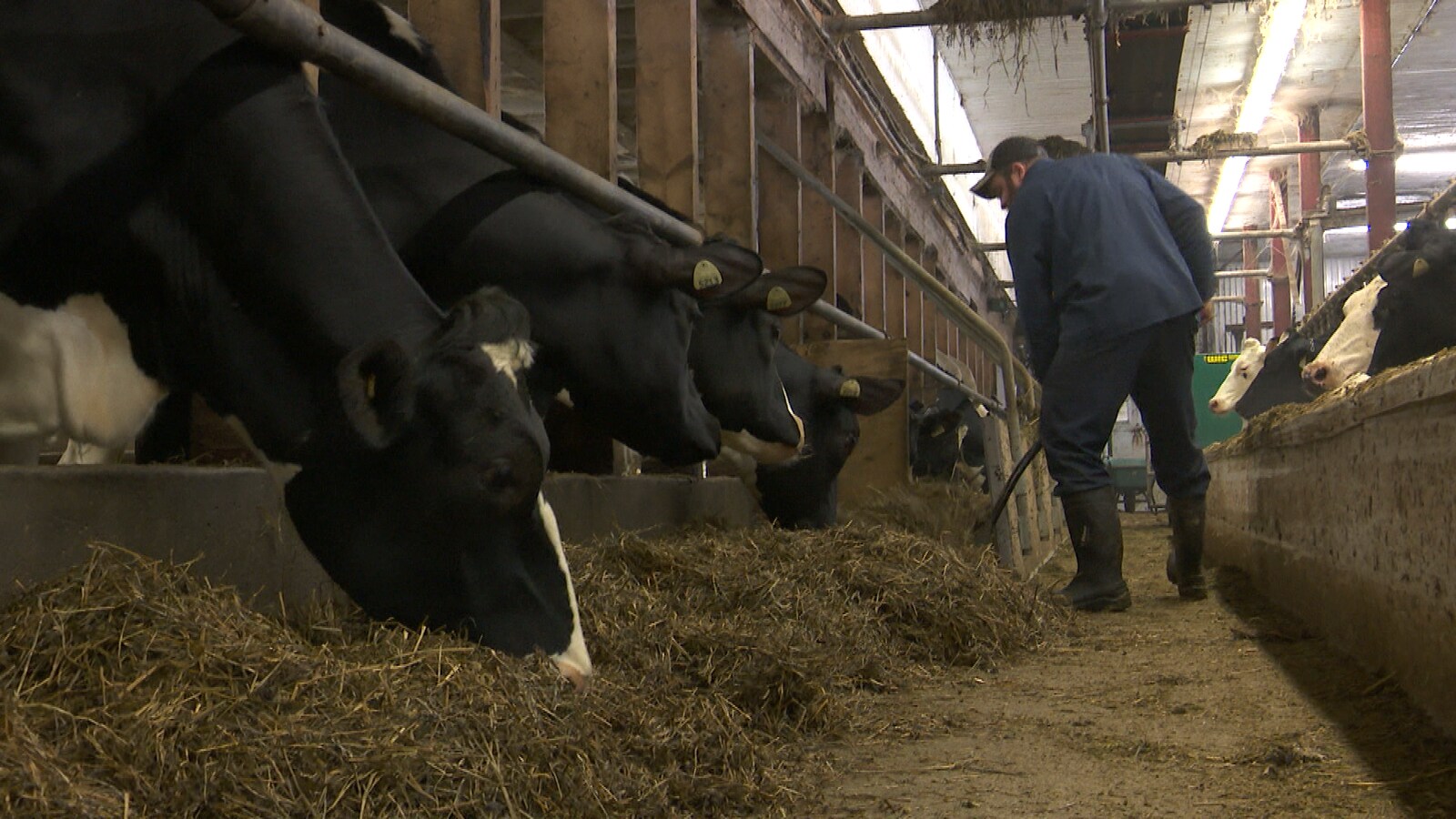 Un homme qui donne du foin à ses vaches.