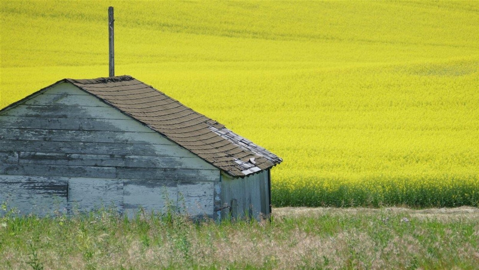 Un champ de Canola