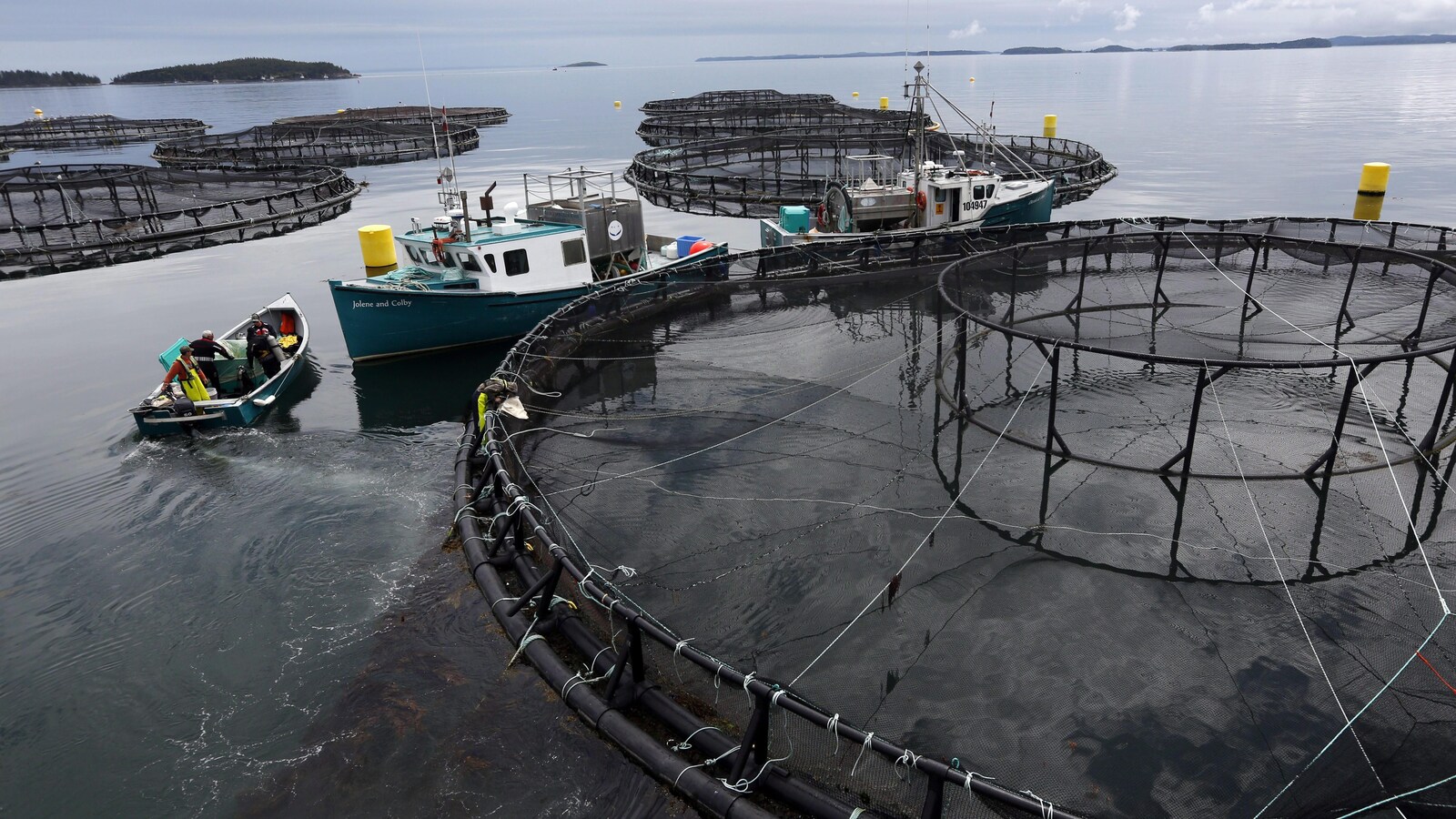 Une ferme d'élevage de saumon de Cooke Aquaculture à Blacks Harbour, au Nouveau-Brunswick, en juillet 2017.