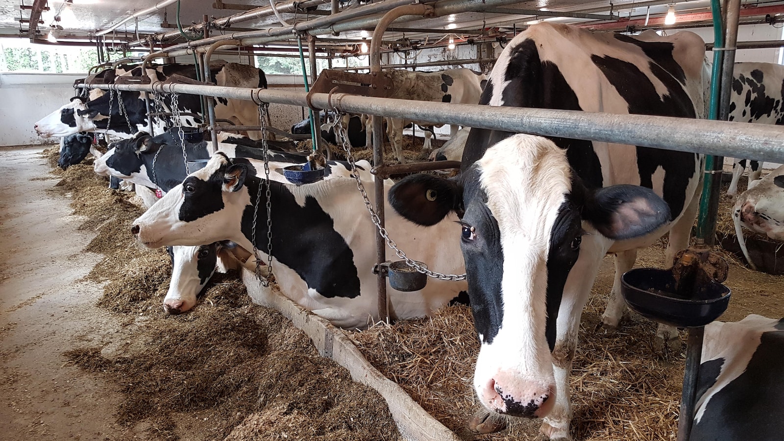 Des vaches laitières