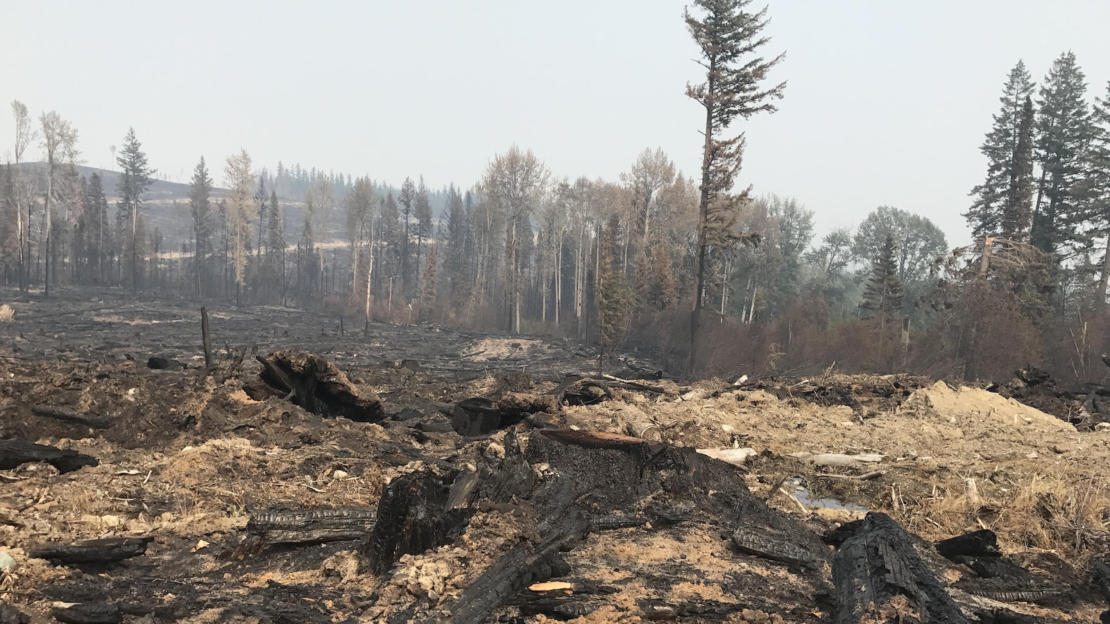 Une forêt dévastée par les flammes, en Colombie-Britannique.