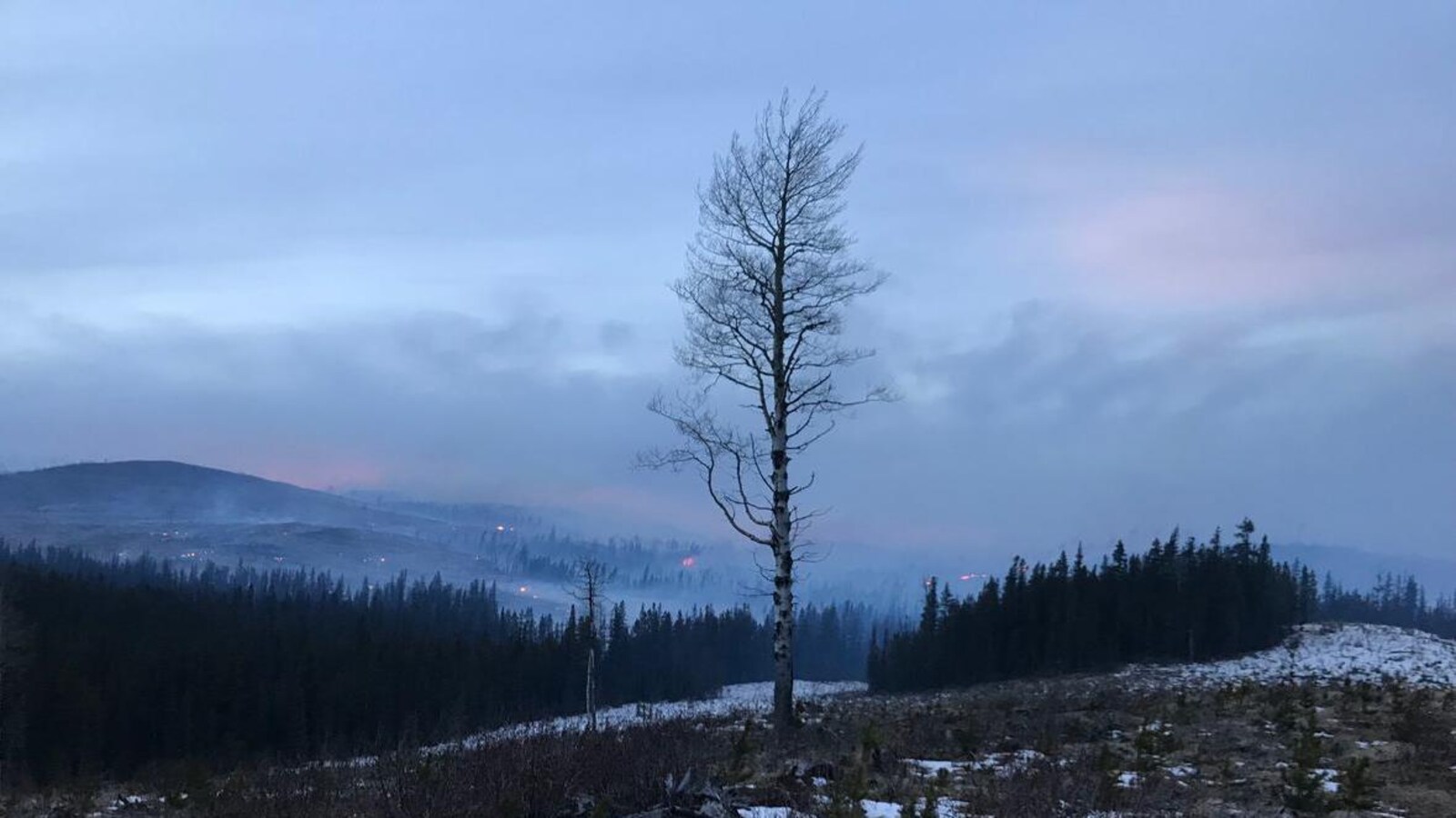 Une forêt brûle, en montagne, derrière un arbre défolié.