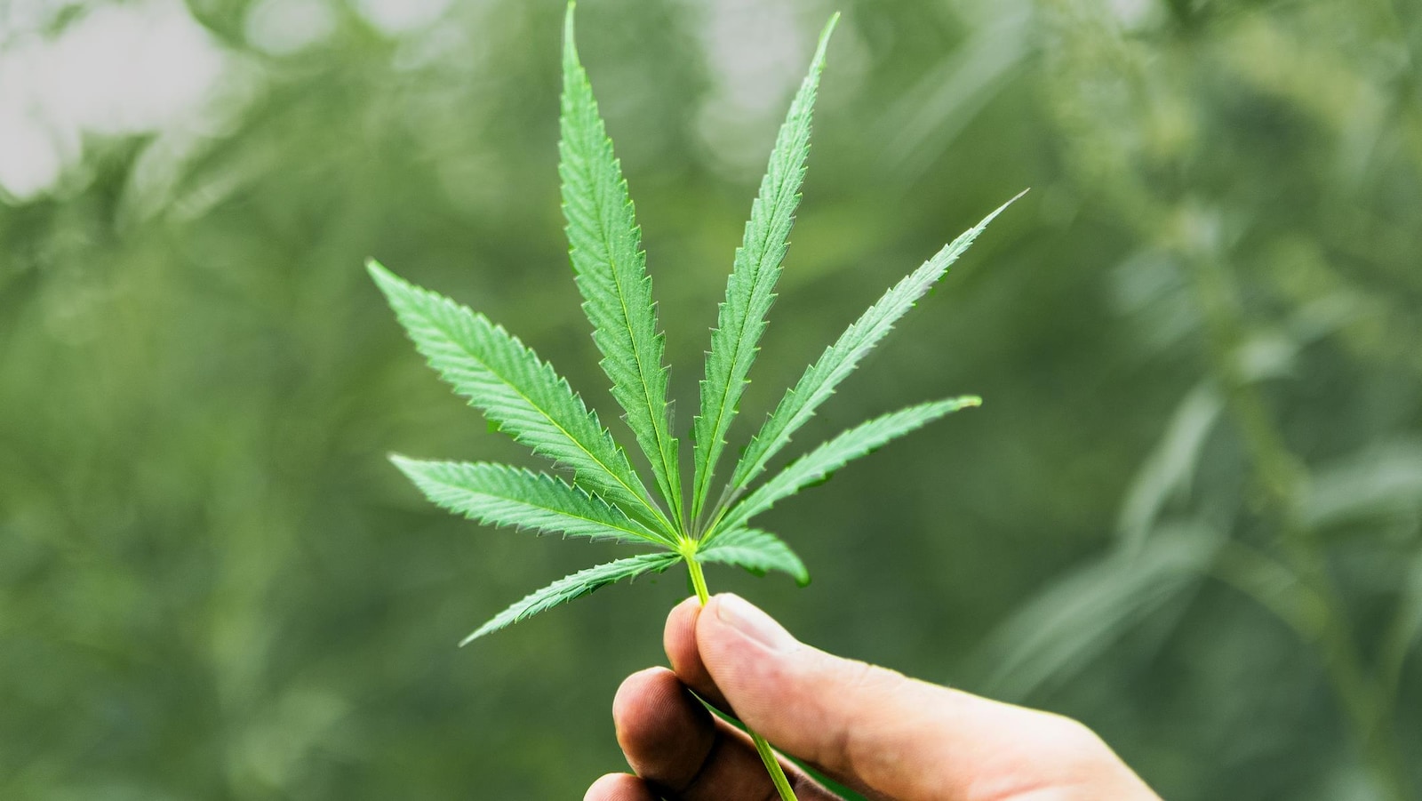 Une main tenant une feuille de cannabis