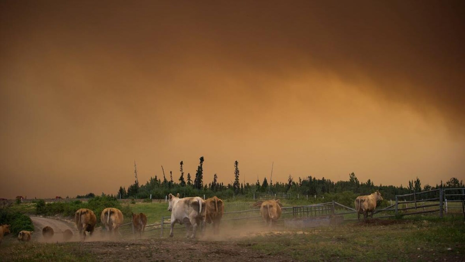 Des vaches courent dans un pré près d'un boisé sous un épais panache de fumée.