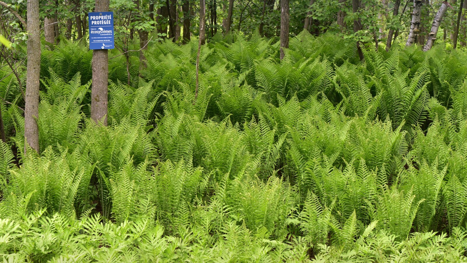 La petite forêt cédée par Claudette Barabé à la Fiducie de conservation des écosystèmes de Lanaudière.