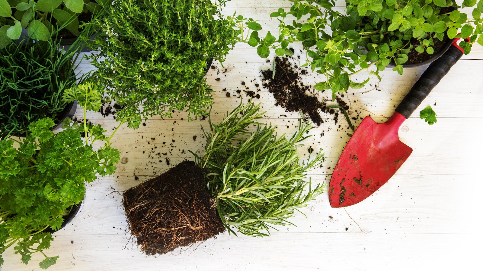 Des plants de fines herbes, de la terre et une truelle rouge.