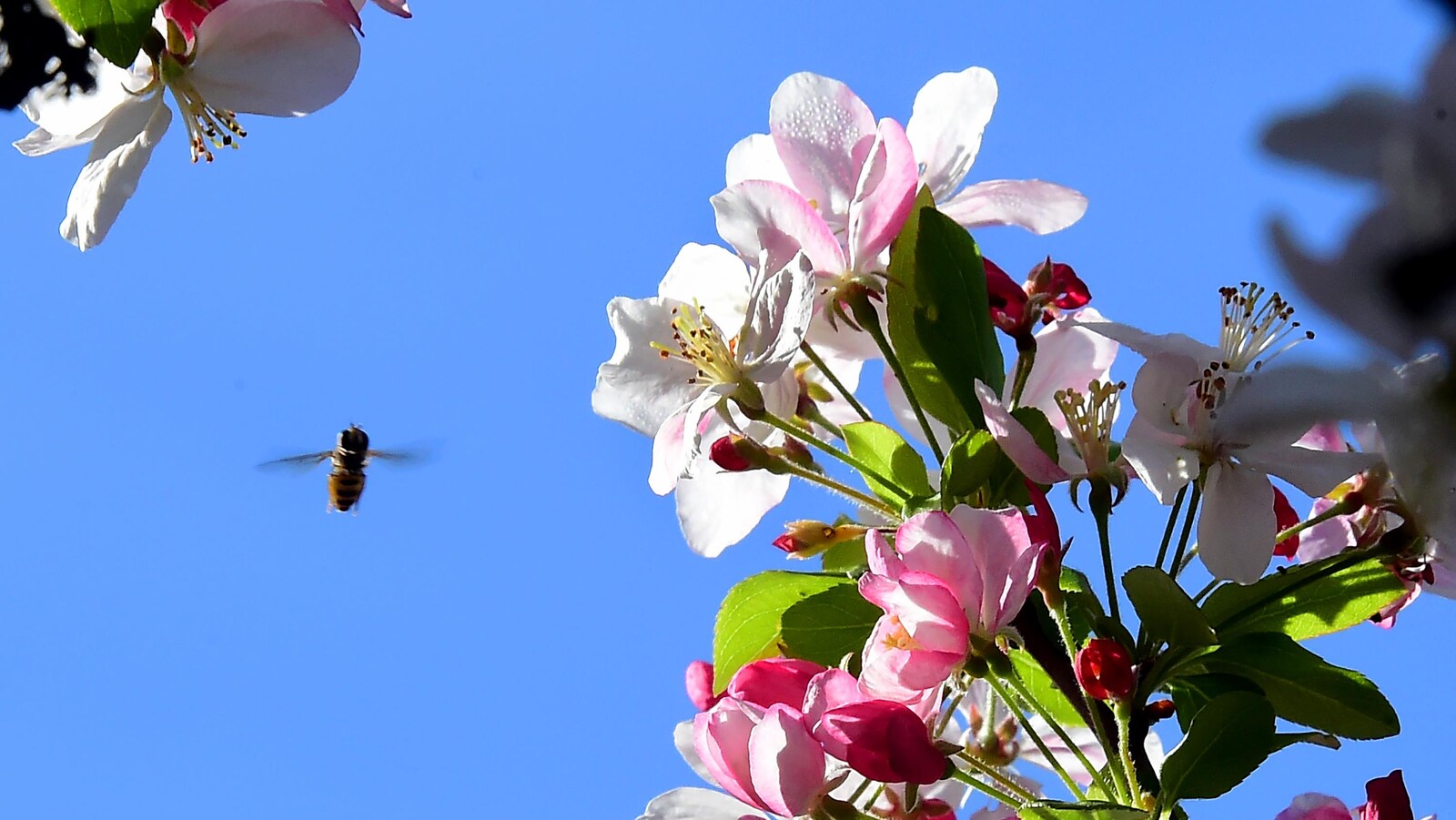 Une abeille vole près d'une gerbe de fleurs en floraison.