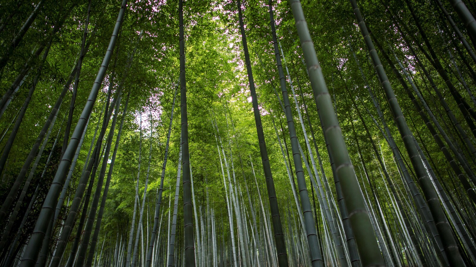 Plan large en contre-plongée montrant des centaines d'arbres.