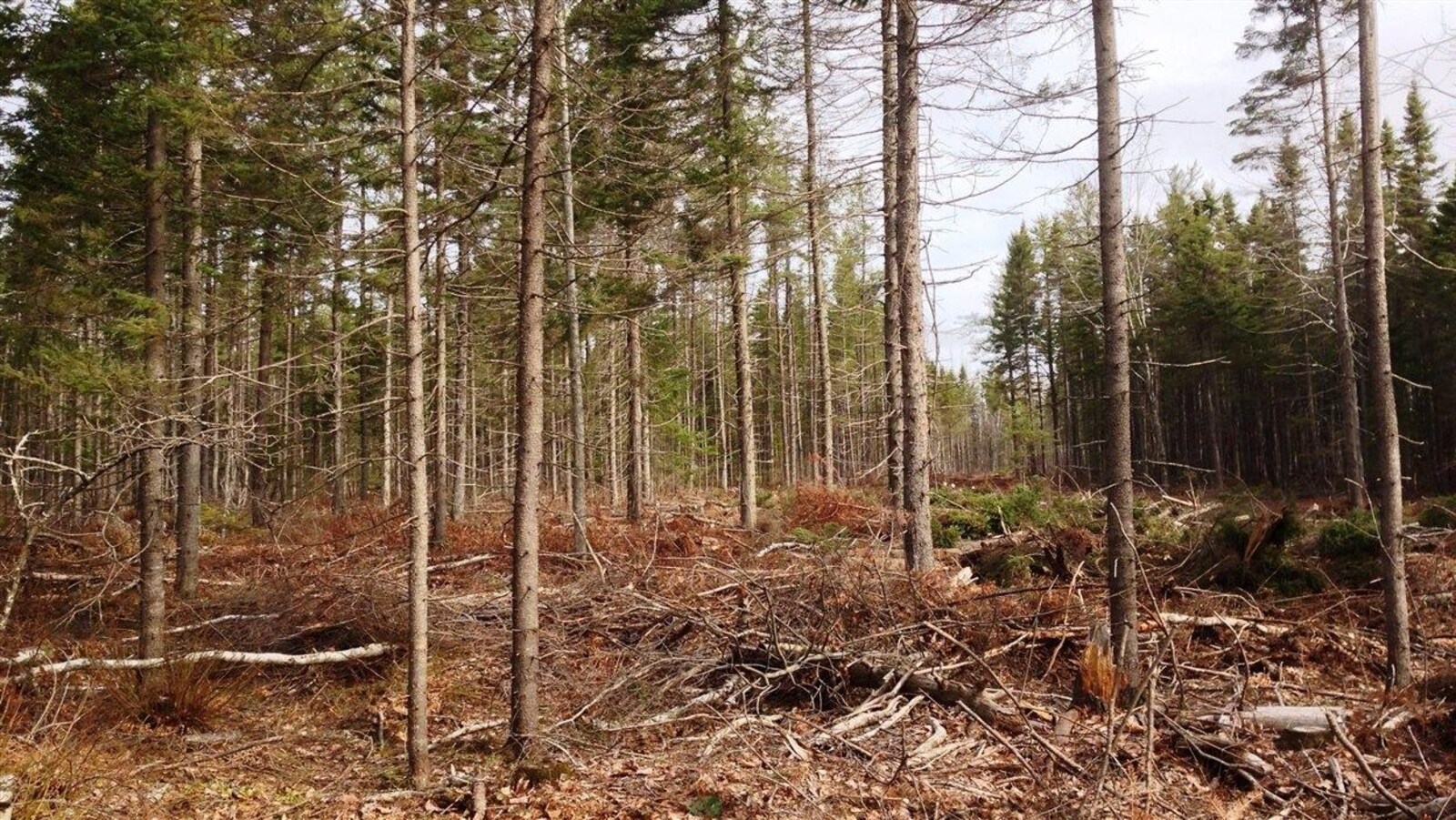 Une forêt élaguée après coupe de bois pour biomasse