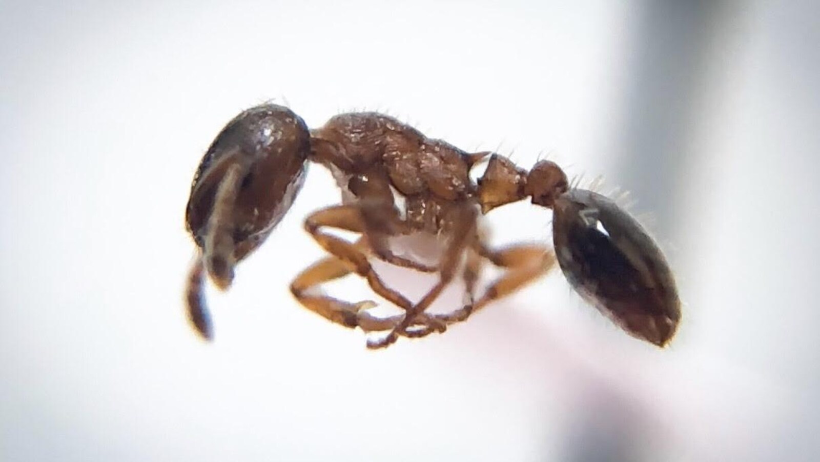 une vue rapprochée d'une fourmi