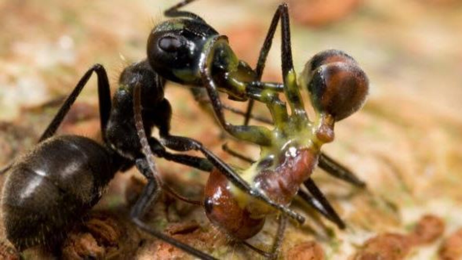 Deux fourmis qui se battent.