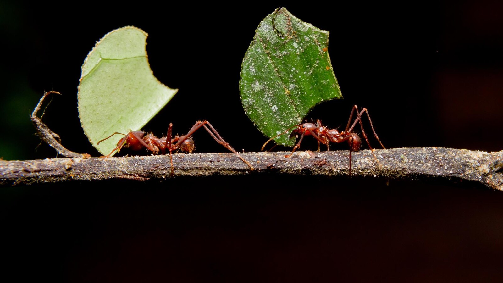 Deux fourmis coupe-feuille.