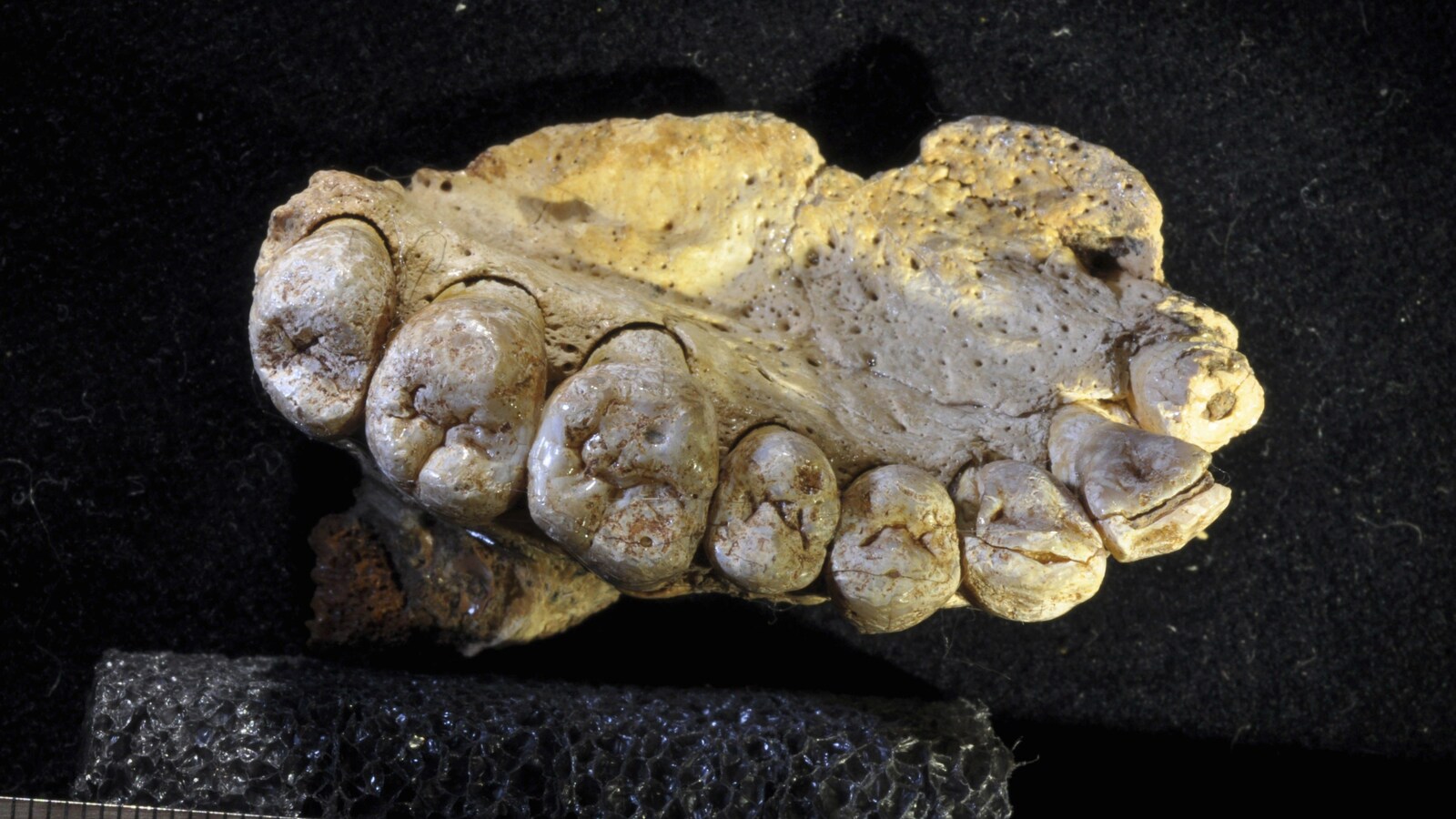 Fragment de mâchoire du plus ancien Homo sapiens trouvé hors d'Afrique; ce fossile a été trouvé dans la grotte de Misliya, en Israël.