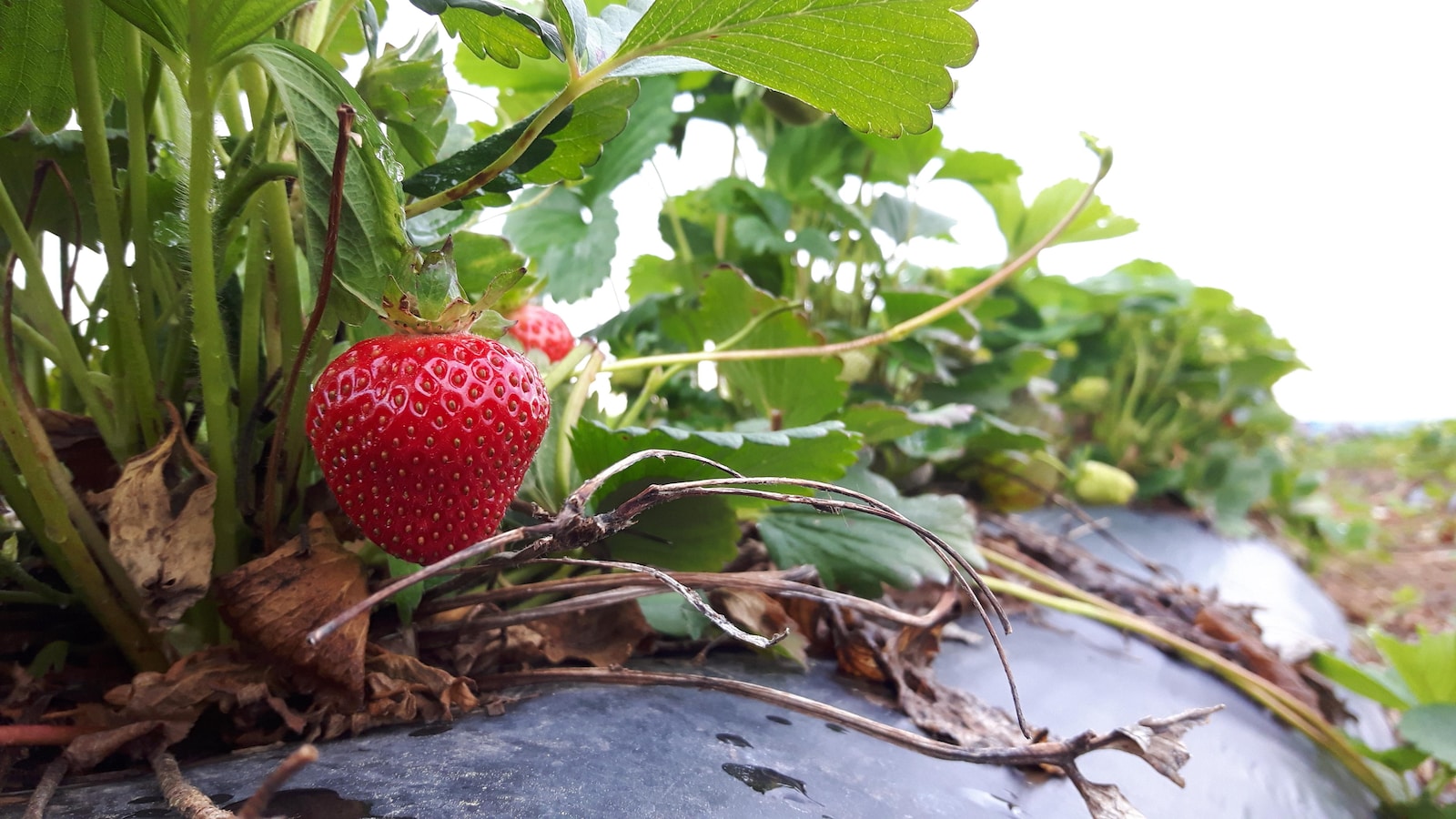 Une fraise rouge sur un plant.