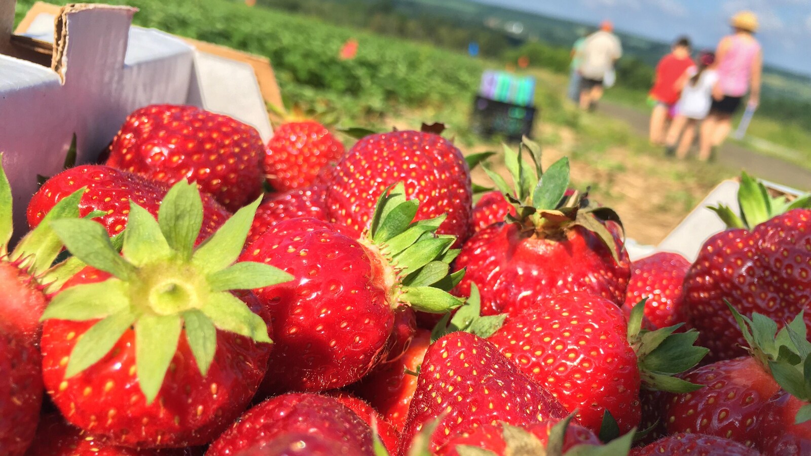 Un casseau rempli de fraises est placé en premier plan
