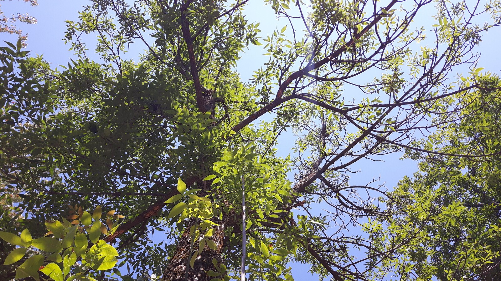 La cime de l'arbre devient clairsemée en cas d'infestation à l'agrile du frêne.