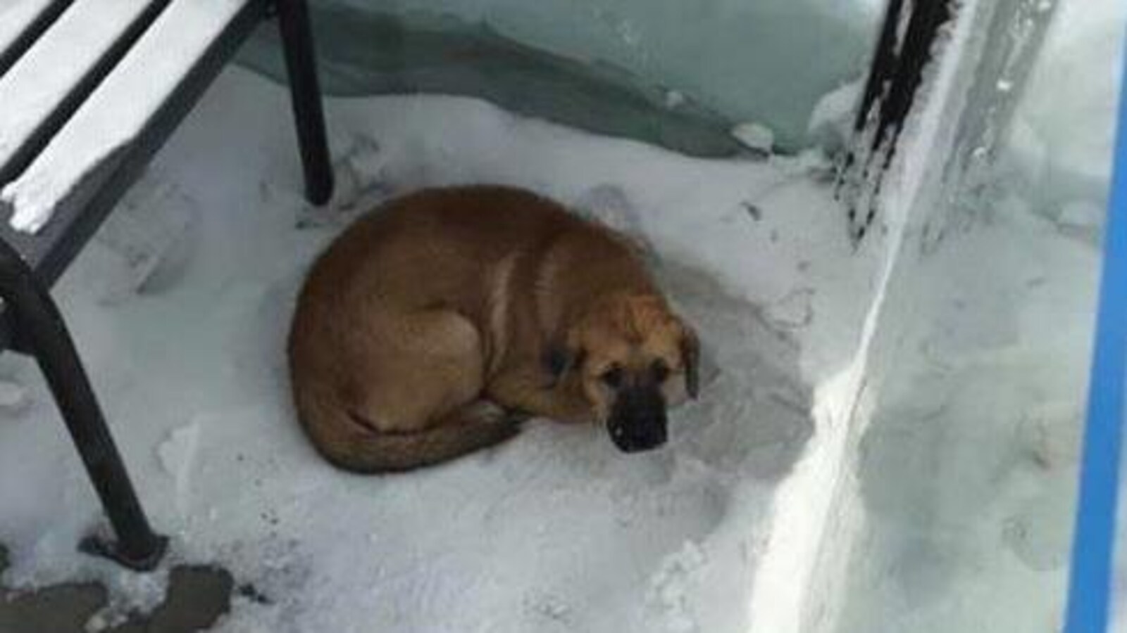 Un chien couché dans un abri d'autobus à Regina