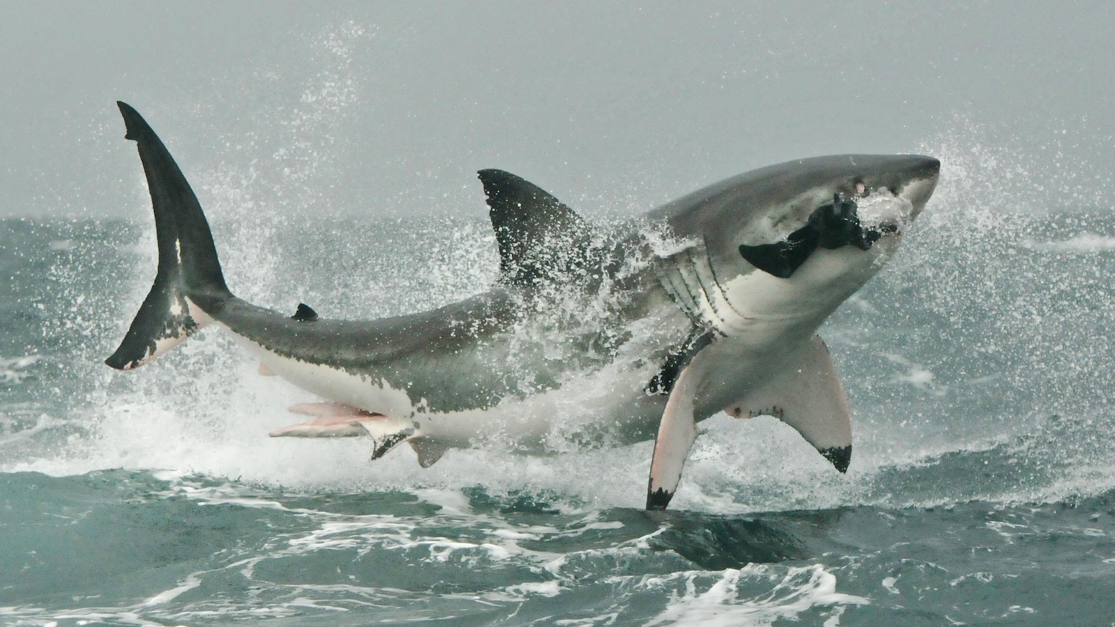 Un grand requin blanc chasse un phoque.