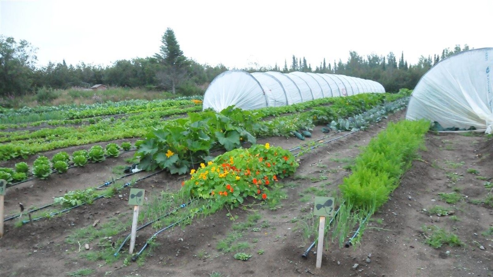 Le jardin de la coopérative Grenier boréal, à Longue-Pointe-de-Mingan.