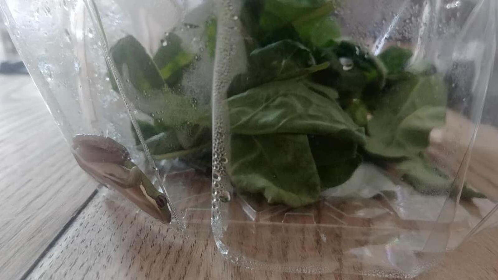 Le petit batracien est vu à travers le plastique du contenant.