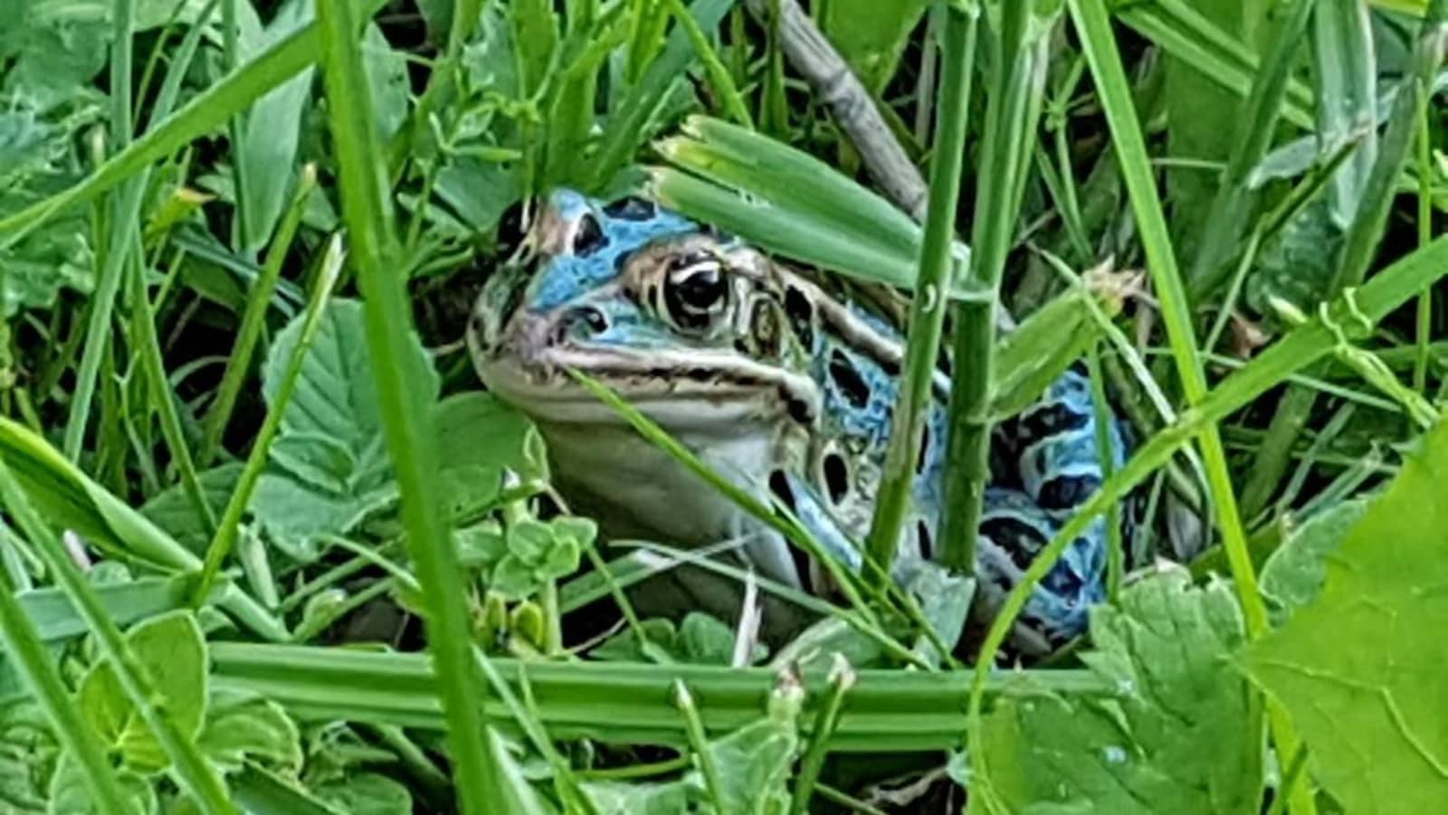 Femme Qui Sort Une Grenouille De ça