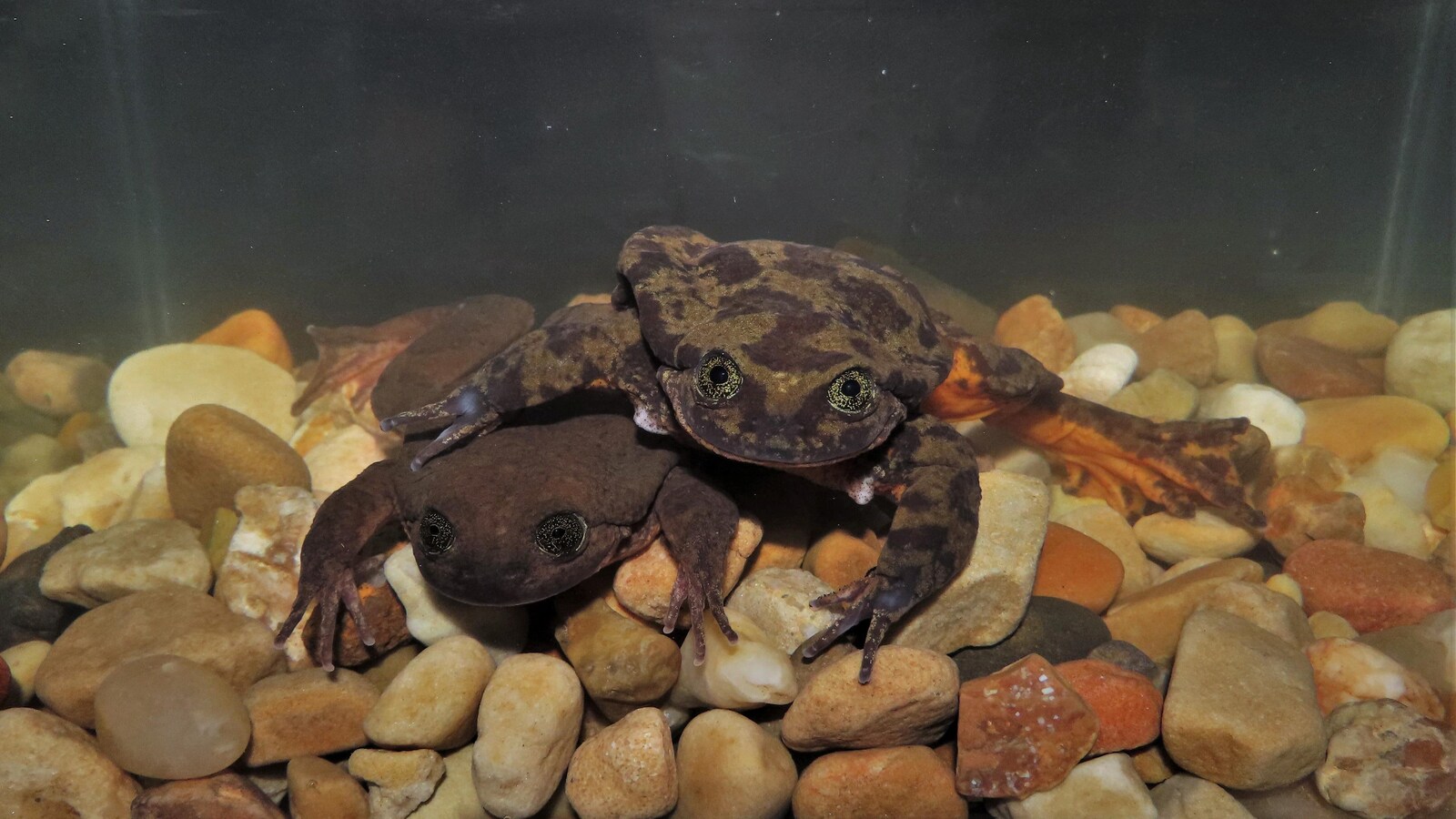 Les deux grenouilles photographiées dans leur aquarium commun.