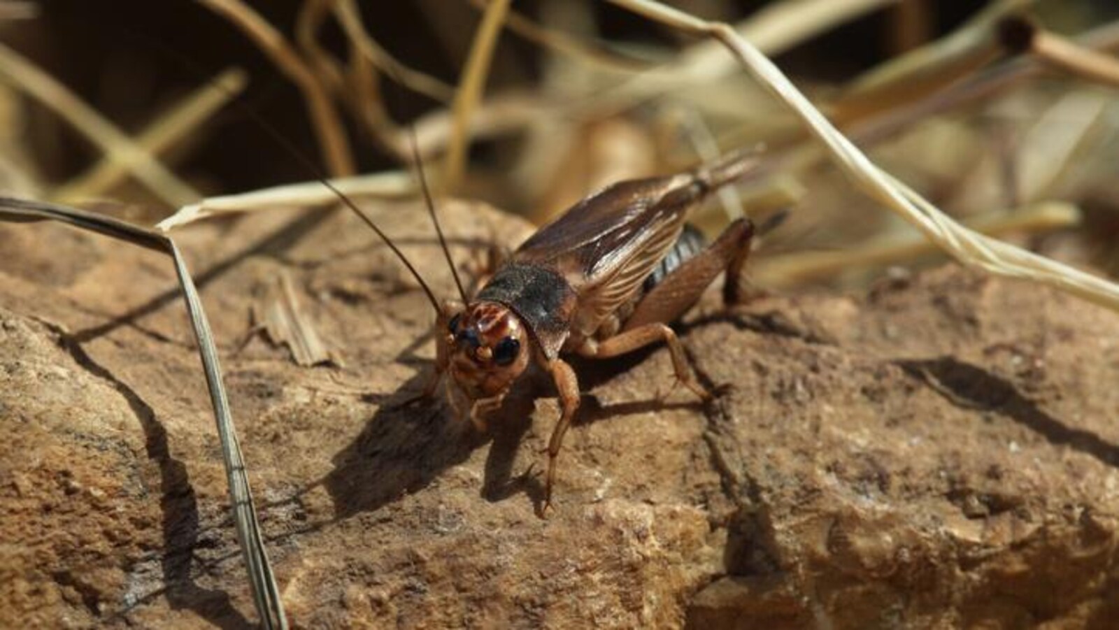 Un grillon domestique est posé sur une pierre.