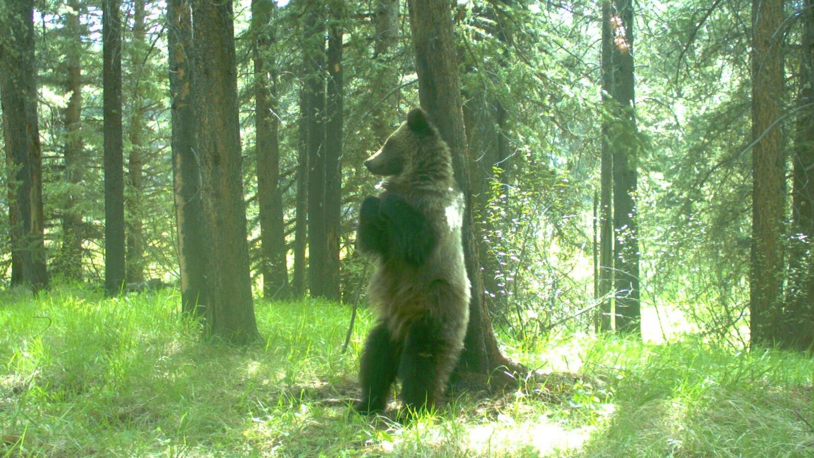 Un ors grizzly.